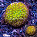 LiveAquaria® Cultured Orange Leptastrea Coral (click for more detail)