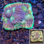 LiveAquaria® Cultured Ultra Chalice Coral (click for more detail)