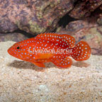 Miniatus Grouper (click for more detail)