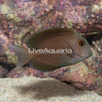 Orange Stripe Bristletooth Tang (click for more detail)