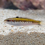 Bluehead Wrasse, Juvenile (click for more detail)