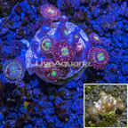 USA Cultured Zoanthus Coral  (click for more detail)