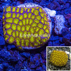 LiveAquaria® Cultured Leptoseris Coral (click for more detail)
