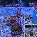 Pink Muricella Sea Fan  (click for more detail)