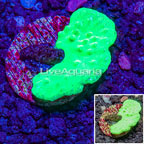 LiveAquaria® Cultured Green Cabbage Leather Coral  (click for more detail)