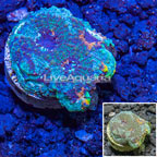 LiveAquaria® Cultured Acan Echinata Coral (click for more detail)
