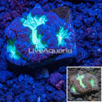 Australia Cultured Blastomussa Wellsi Coral Australia (click for more detail)