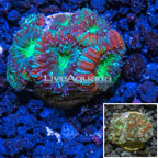 LiveAquaria® Cultured Acan Lord Coral (click for more detail)