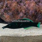 Green Bird Wrasse  (click for more detail)