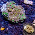 Zoanthus Coral Indonesia (click for more detail)