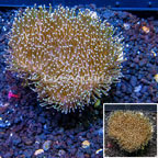 Toadstool Mushroom Leather Coral  Indonesia (click for more detail)