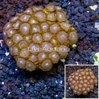 Zoanthus Coral Indonesia (click for more detail)