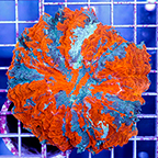 Meat Coral Australia (click for more detail)
