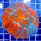 Meat Coral Australia (click for more detail)