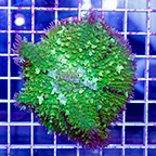 USA Cultured Bounce Mushroom (click for more detail)