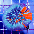 Scolymia Coral Australia (click for more detail)