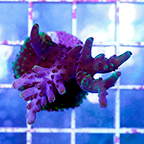 USA Cultured Ultra Acropora Coral (click for more detail)