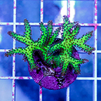 USA Cultured Birdsnest Coral (click for more detail)