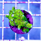 USA Cultured Montipora Coral (click for more detail)