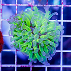 USA Cultured Ultra Hammer Coral (click for more detail)