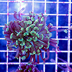 USA Cultured Ultra Hammer Coral (click for more detail)
