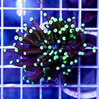 USA Cultured Torch Coral (click for more detail)