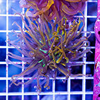 USA Cultured Torch Coral (click for more detail)