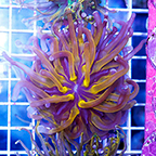 USA Cultured Torch Coral (click for more detail)
