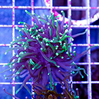 USA Cultured Torch Coral (click for more detail)