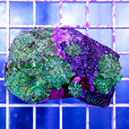 Actinodiscus Mushroom Coral Indonesia (click for more detail)