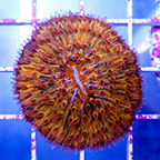 Short Tentacle Plate Coral (click for more detail)