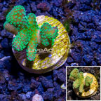 LiveAquaria® Cultured Stylophora Coral  (click for more detail)