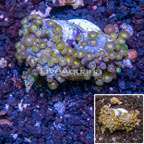 Zoanthus Coral Indonesia (click for more detail)