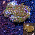 Zoanthus Coral Indonesia (click for more detail)