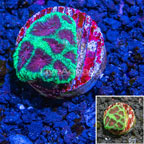 LiveAquaria® Cultured Dipsastraea Brain Coral  (click for more detail)