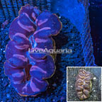 Purple and Gold Crocea Clam (click for more detail)