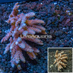 Branching Acropora Coral Australia  (click for more detail)
