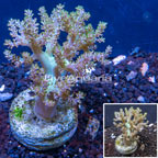 Kenya Tree Coral Indonesia (click for more detail)