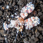 Harlequin Shrimp (click for more detail)