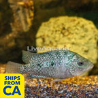 Texas Cichlid (click for more detail)