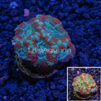 USA Cultured Acan Lord Coral  (click for more detail)