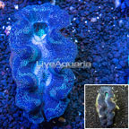 Blue Crocea Clam (click for more detail)