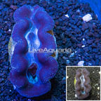 Blue and Purple Crocea Clam (click for more detail)