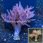 Pineapple Tree Coral Indonesia (click for more detail)