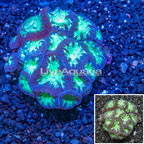 Blastomussa Wellsi Coral Indonesia (click for more detail)