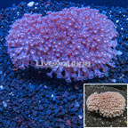 Goniopora Coral Tonga (click for more detail)