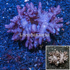 Blushing Leather Coral Indonesia (click for more detail)