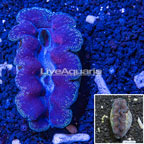 Purple and Blue Crocea Clam (click for more detail)