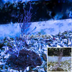 Pink Muricella Sea Fan EXPERT ONLY (click for more detail)
