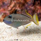 Blue Throat Triggerfish (click for more detail)